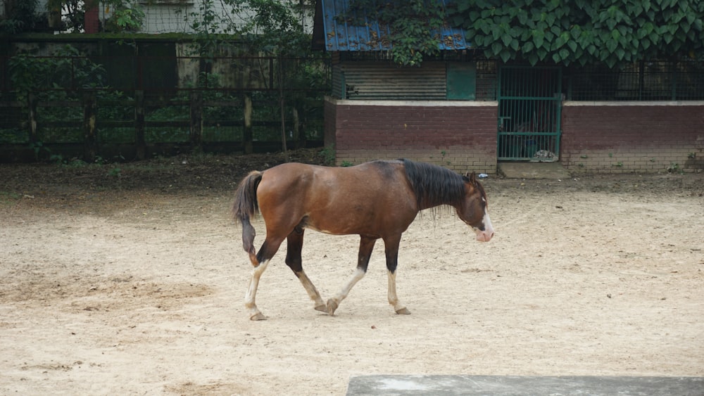 un cavallo marrone che cammina su un campo sterrato