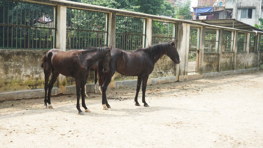 a couple of brown horses standing next to each other