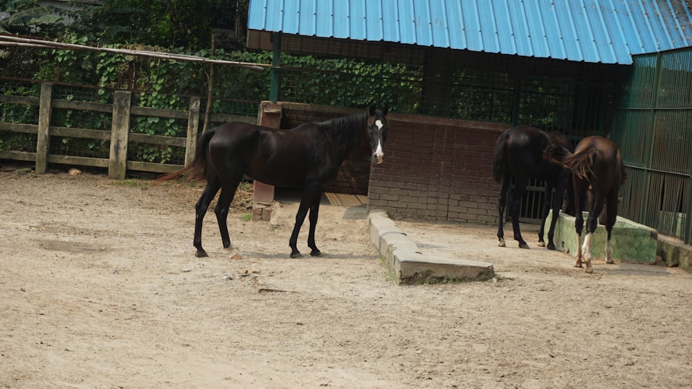 a couple of horses standing on top of a dirt field