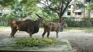 Two large antelopes with long horns stand beside a concrete platform covered with green leaves. They are in a spacious outdoor enclosure with wire fencing and surrounded by trees and residential buildings. The ground is mostly bare soil with some patches of grass. The scene is shaded by branches of a large tree overhead.