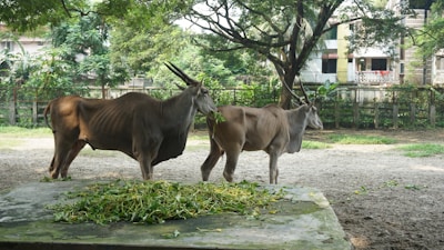 Two large antelopes with long horns stand beside a concrete platform covered with green leaves. They are in a spacious outdoor enclosure with wire fencing and surrounded by trees and residential buildings. The ground is mostly bare soil with some patches of grass. The scene is shaded by branches of a large tree overhead.