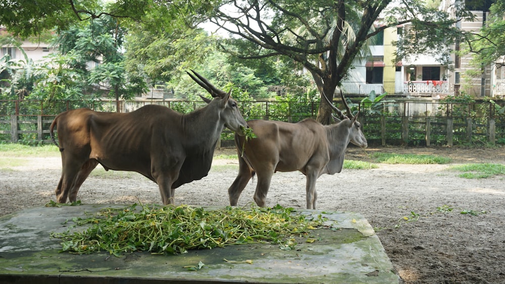 a couple of animals that are standing in the dirt