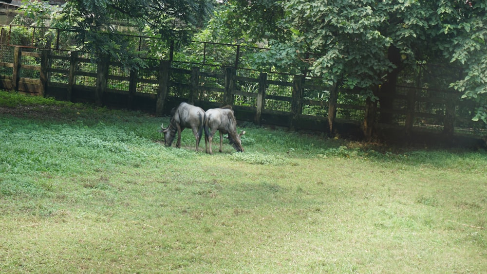 a couple of horses standing on top of a lush green field