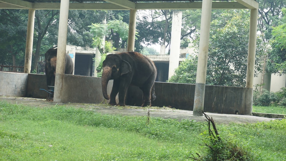 a couple of elephants standing next to each other on a lush green field