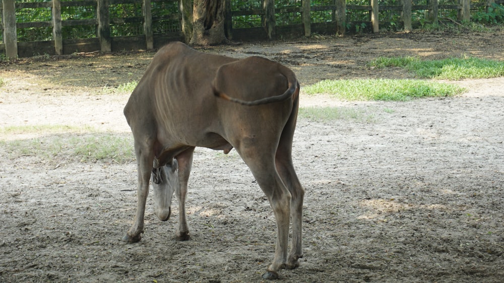 a brown cow standing on top of a dirt field