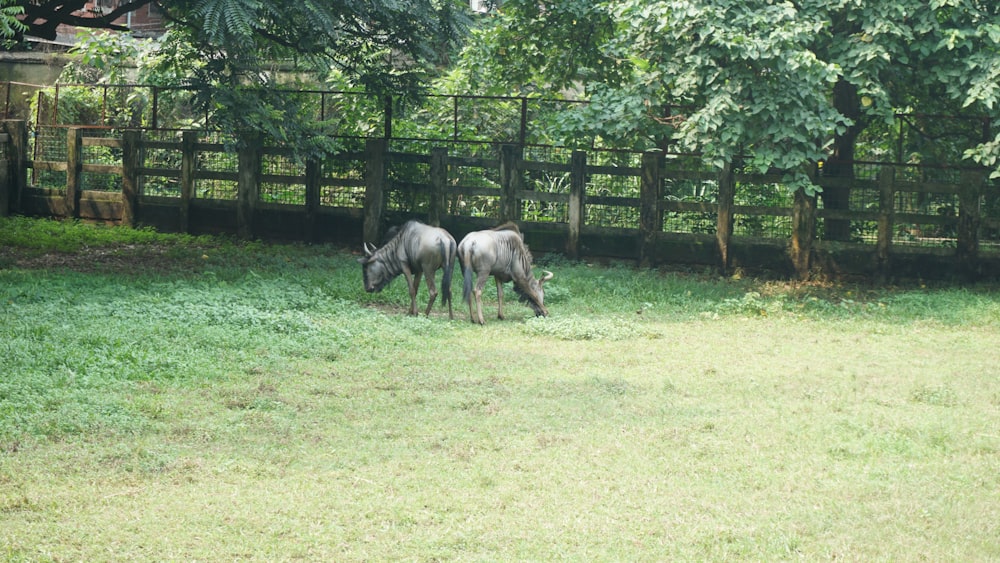 two horses grazing on grass in a fenced in area