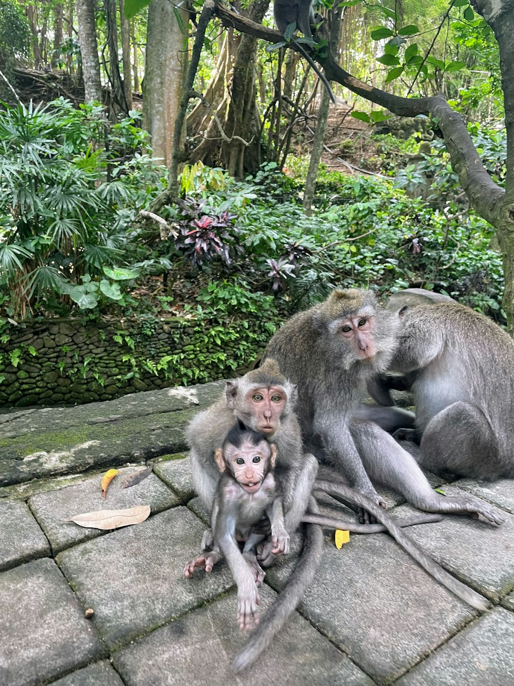 um grupo de macacos sentados em cima de uma rocha