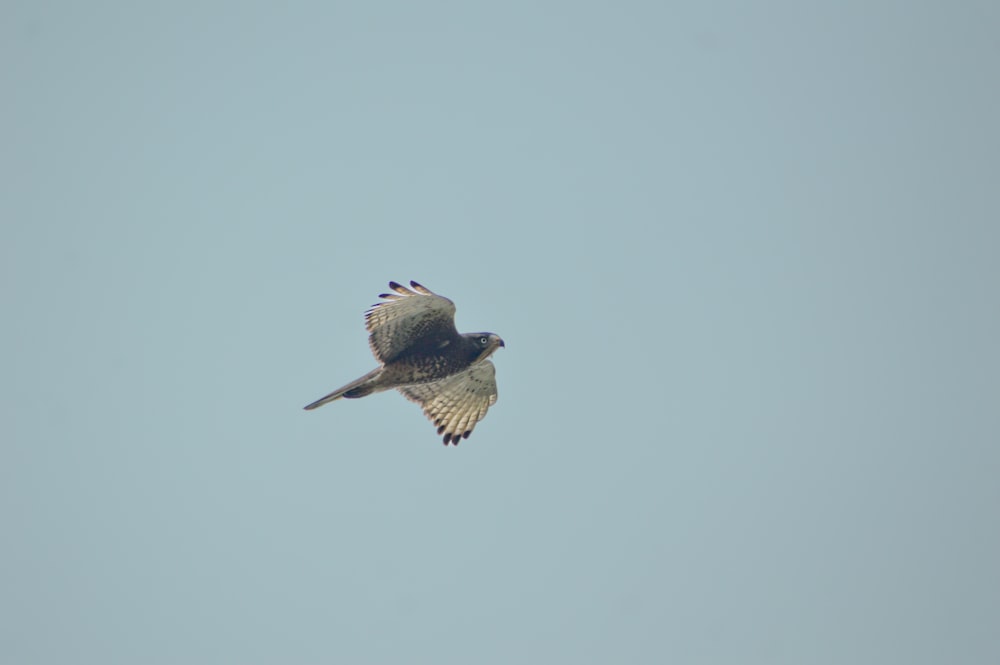 a bird flying in the air with a sky background