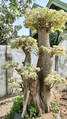 A large, intricately shaped tree trunk with multiple branches is supported by wooden stakes in a garden. The tree has a dense canopy of green and yellow variegated leaves. Surrounding the tree is a low concrete barrier and a small amount of ground vegetation. In the background, there is a concrete wall, a residential building with a green and black roof, and another tree with long, dark green leaves is visible.