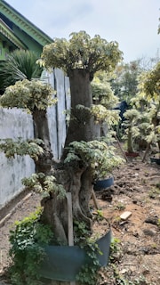 A row of pruned trees with thick trunks and neatly cropped foliage tops arranged in a garden. The ground is a mixture of soil and sparse vegetation, with some wooden planks supporting the trees. A concrete wall bounds one side of the garden, and part of a building with a tiled roof is visible.