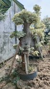 A row of pruned trees supported by wooden stakes in a garden setting. The trees have thick trunks with trimmed, green leaves clustered at the top. The ground is dry and appears to be made of compacted soil, with some smaller plants growing around the base. There's a concrete wall and part of a building visible in the background.