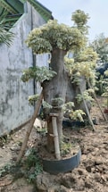 A row of pruned trees supported by wooden stakes in a garden setting. The trees have thick trunks with trimmed, green leaves clustered at the top. The ground is dry and appears to be made of compacted soil, with some smaller plants growing around the base. There's a concrete wall and part of a building visible in the background.