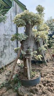 A row of pruned trees supported by wooden stakes in a garden setting. The trees have thick trunks with trimmed, green leaves clustered at the top. The ground is dry and appears to be made of compacted soil, with some smaller plants growing around the base. There's a concrete wall and part of a building visible in the background.