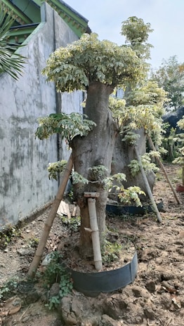 A row of pruned trees supported by wooden stakes in a garden setting. The trees have thick trunks with trimmed, green leaves clustered at the top. The ground is dry and appears to be made of compacted soil, with some smaller plants growing around the base. There's a concrete wall and part of a building visible in the background.