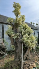 A large, gnarled tree with thick branches and lush green foliage stands in a garden beside a house with a tiled roof. The tree appears well-established, and its base is surrounded by dirt and grass. There are signs of recent pruning on some branches, and there is a metal ladder and support structure nearby.