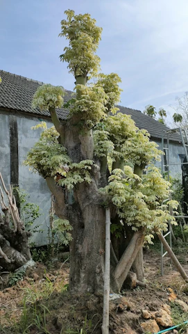 A skilled arborist carefully pruning a large oak tree in a lush garden near Pessac.
