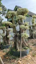 A group of large, unique trees with thick trunks and trimmed, rounded foliage. The trees are supported by wooden stakes and planted in circular containers. They are situated in a garden area with dry, rocky soil, next to a rustic building with a green and gray exterior, featuring a tiled roof.