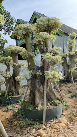 A group of large, unique trees with thick trunks and trimmed, rounded foliage. The trees are supported by wooden stakes and planted in circular containers. They are situated in a garden area with dry, rocky soil, next to a rustic building with a green and gray exterior, featuring a tiled roof.