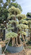 A large tree with a thick trunk and multiple levels of light green foliage, supported by wooden stakes. It is planted in a large circular container and accompanied by other vegetation. Nearby is a building with a tiled roof.