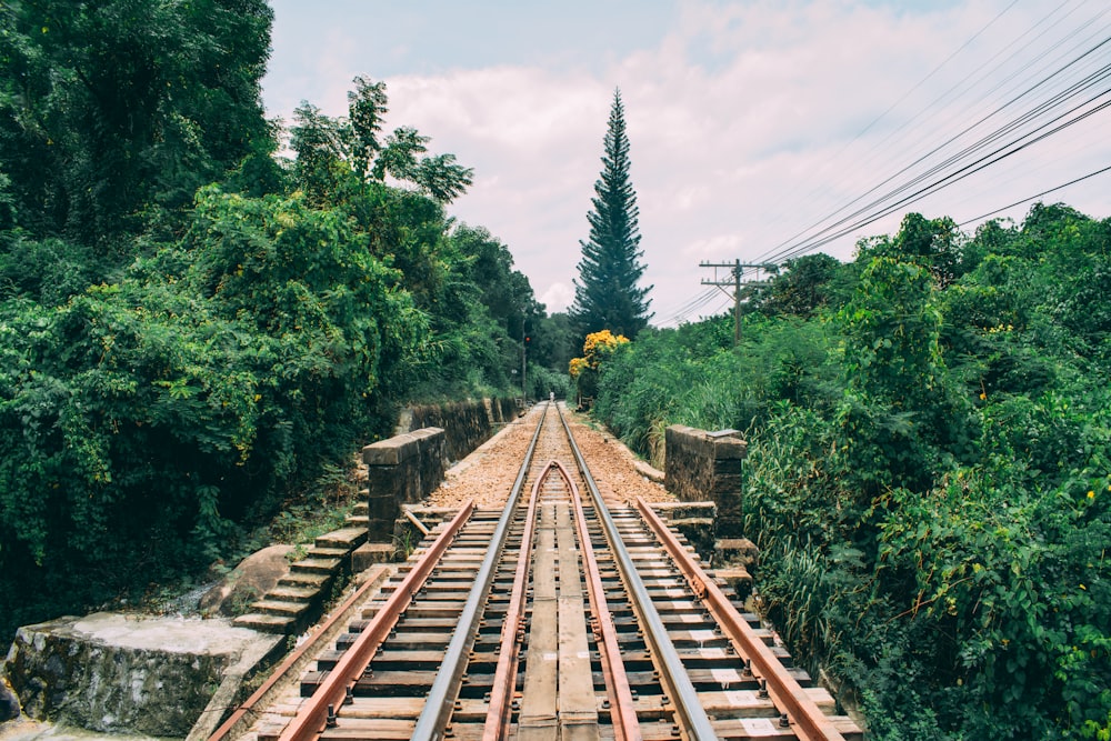 a train track running through a lush green forest