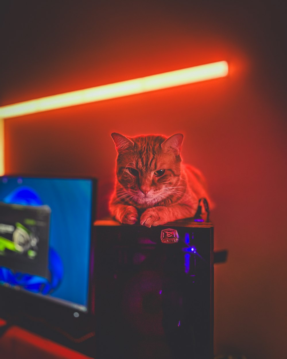 a cat sitting on top of a computer monitor