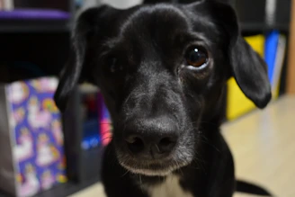 Close-up of a playful dog with a bright, original shirt designed by Patitas Coquetas