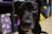 A close-up photograph of a black dog with large, expressive eyes. The dog has a white patch on its chest, with the background showing slightly blurred colorful patterns and objects.