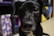 A close-up photograph of a black dog with large, expressive eyes. The dog has a white patch on its chest, with the background showing slightly blurred colorful patterns and objects.