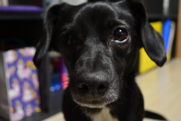 Close-up of a playful dog with a bright, original shirt designed by Patitas Coquetas