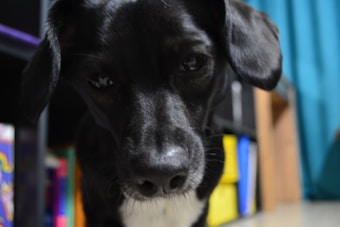 A close-up of a black dog with a shiny coat, looking directly at the camera with an inquisitive expression. The background shows colorful storage bins and a curtain.