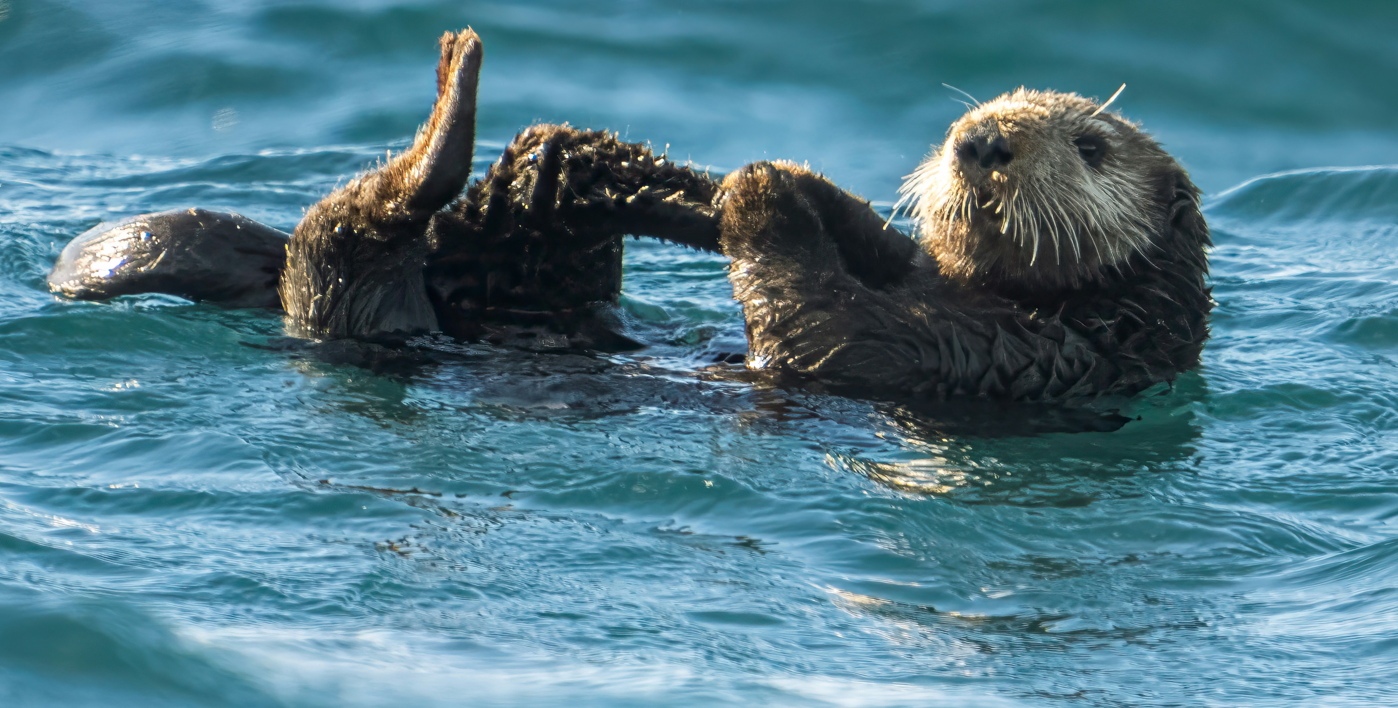 a couple of sea otters playing in the water