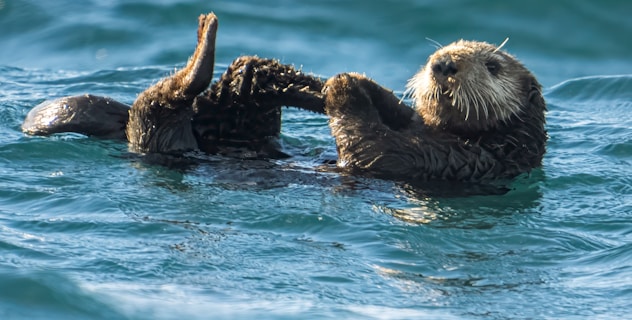 A sea otter lies on its back in the ocean, with its paws raised, partially submerged in the blue-green water, creating a serene and natural scene.