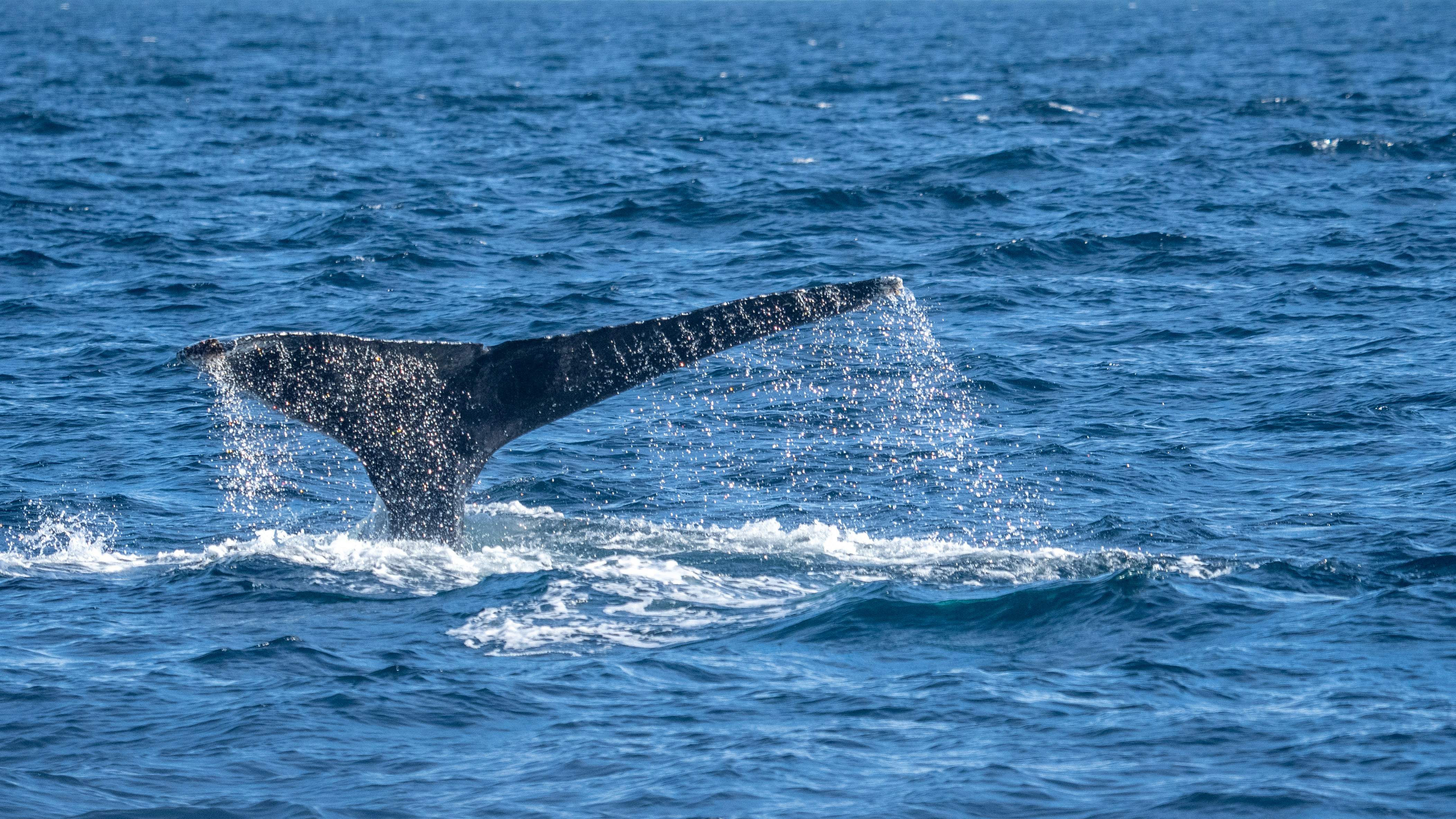 a whale tail flups out of the water