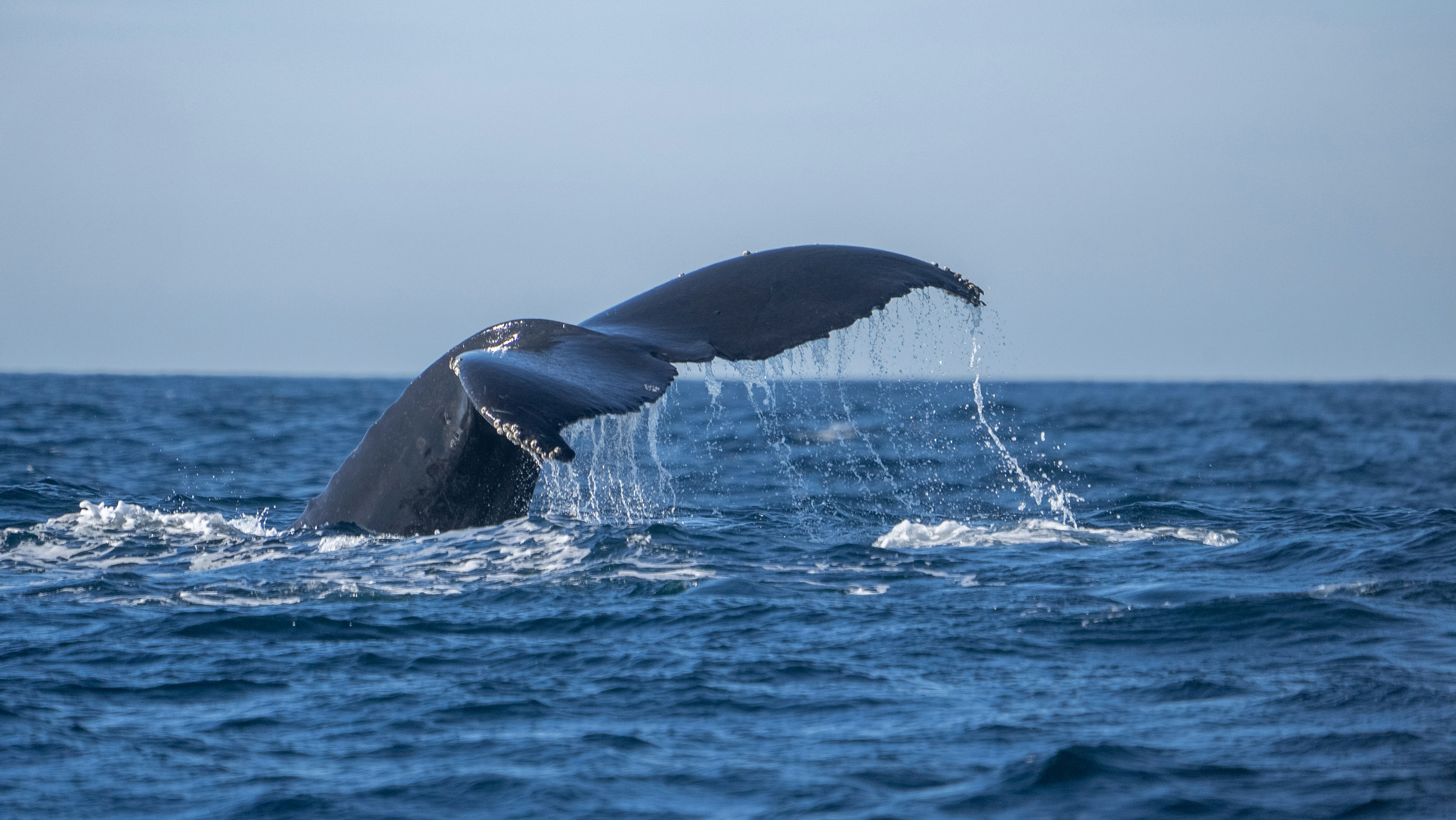 a whale's tail flups out of the water