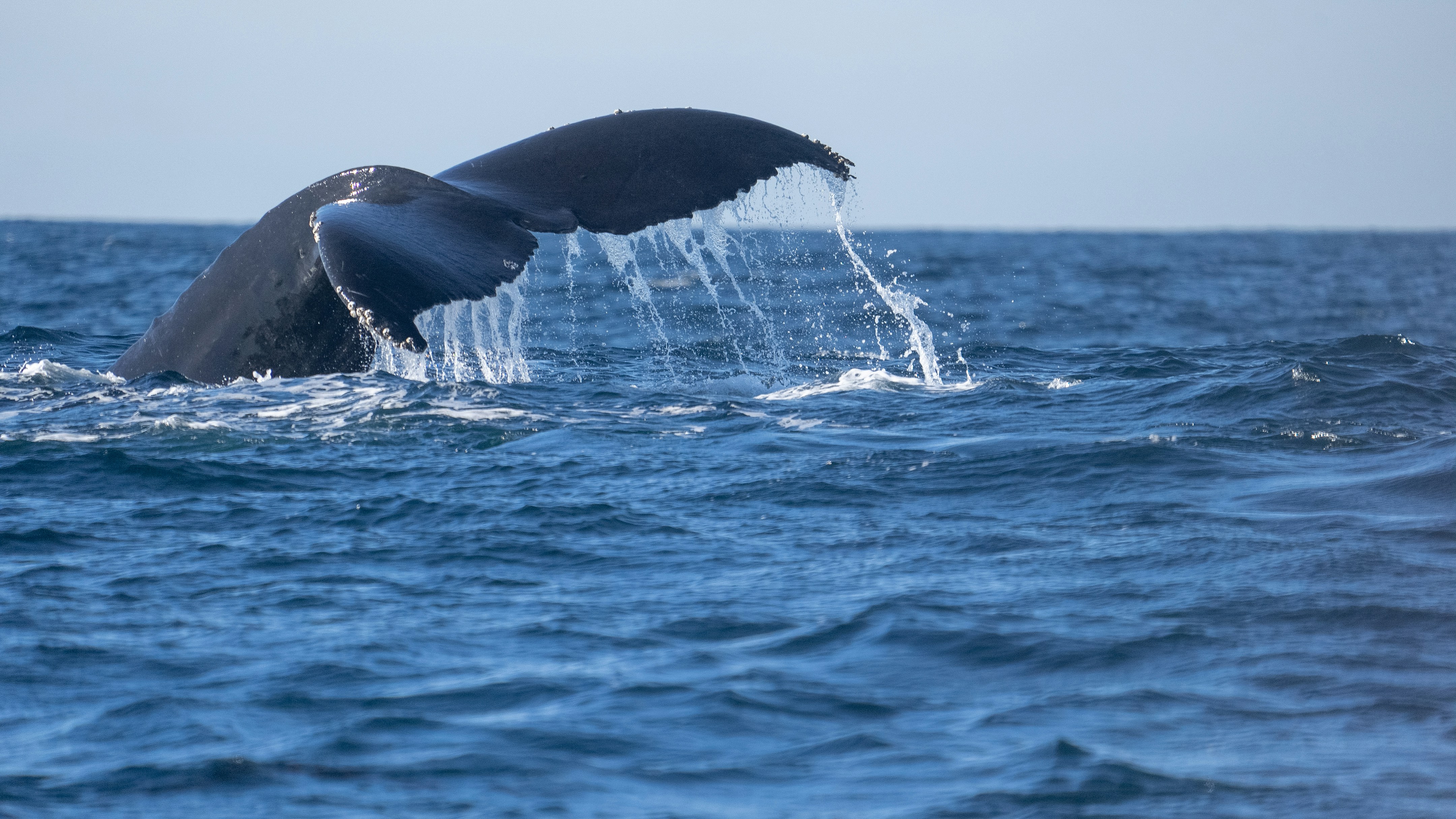 a whale's tail flups out of the water
