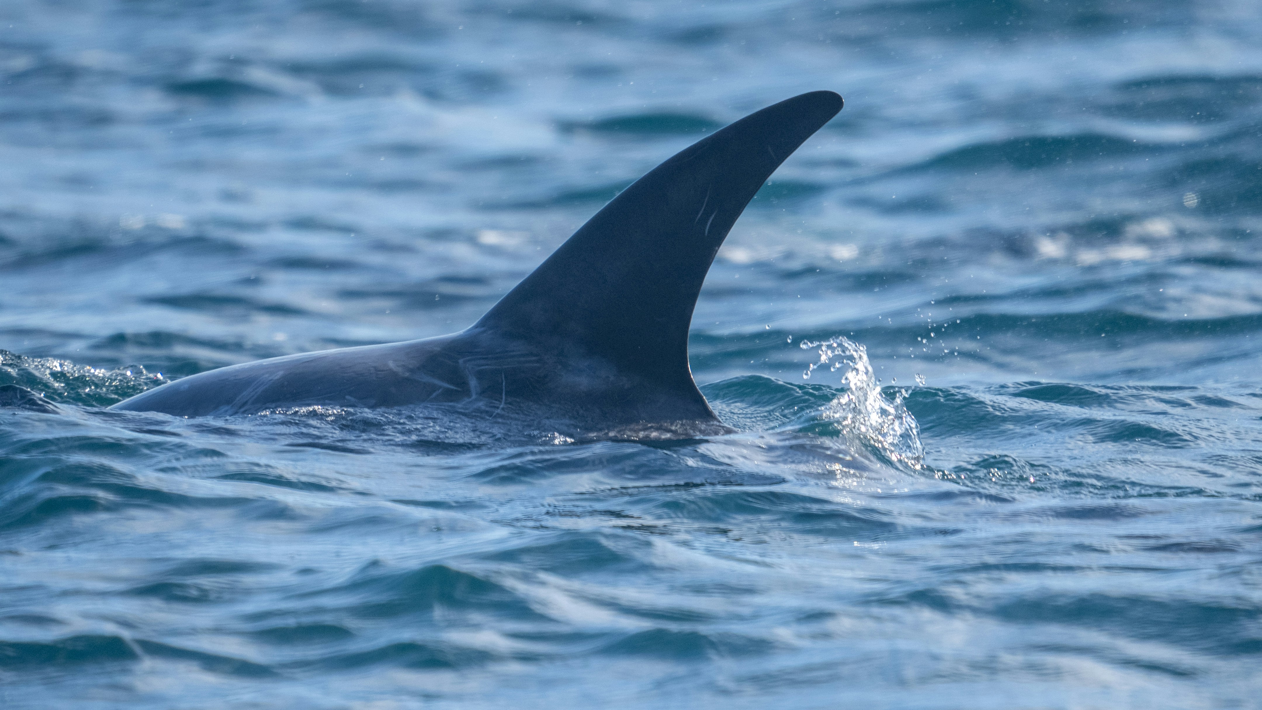 a large black shark swimming in the ocean