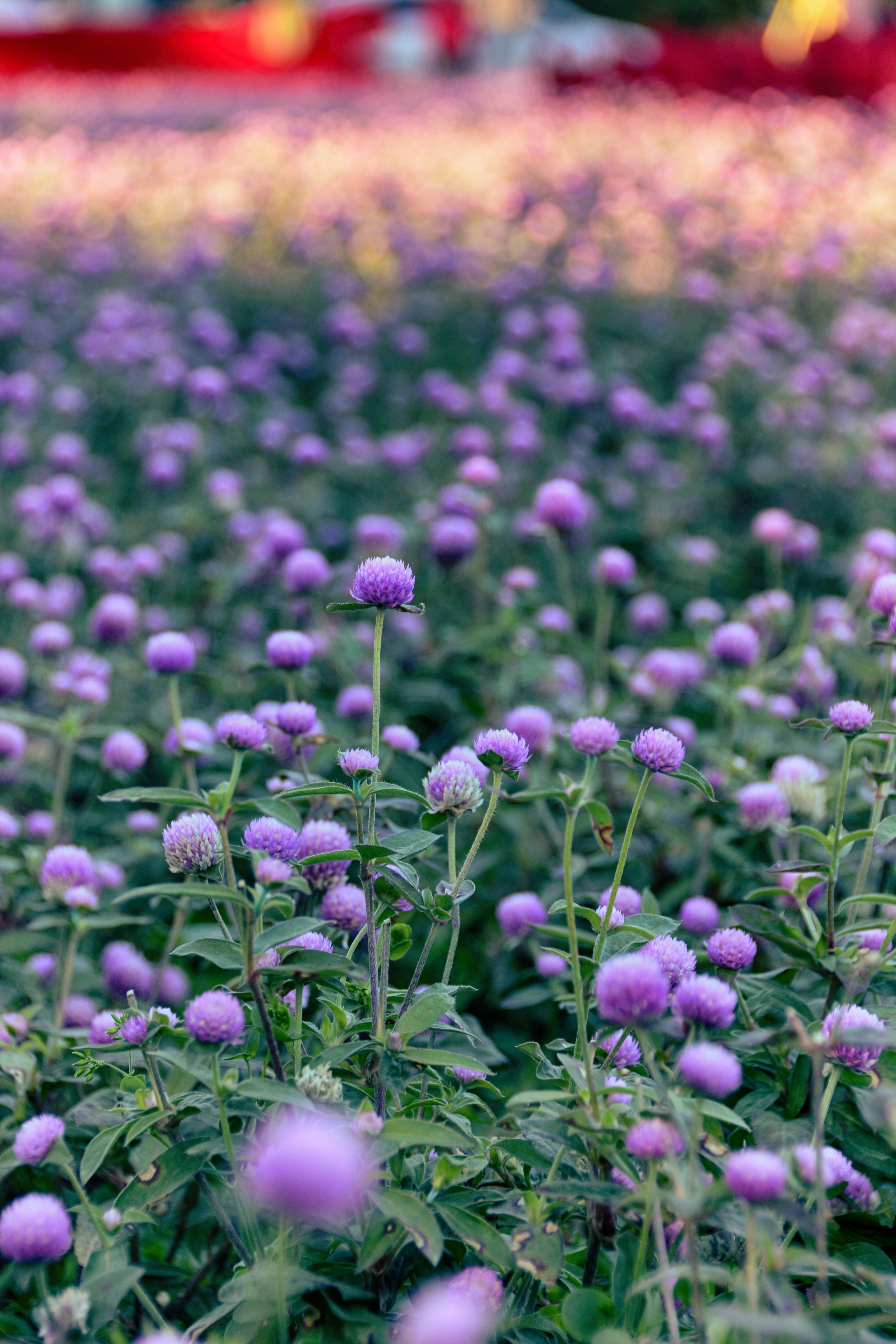 un champ de fleurs violettes avec un camion rouge en arrière-plan