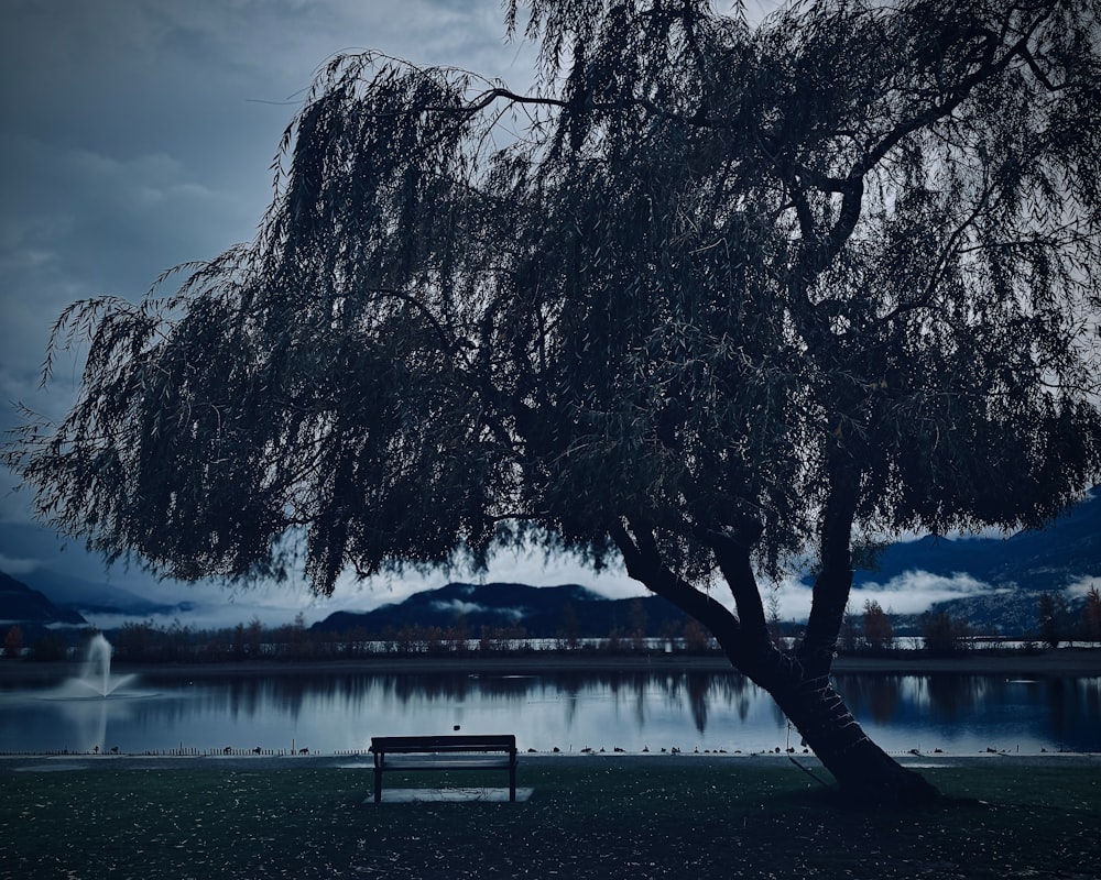 a lone bench under a tree near a lake