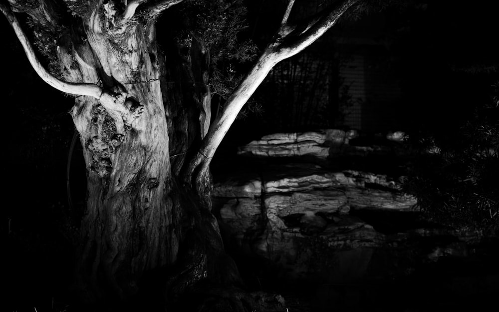 a black and white photo of a tree in the dark