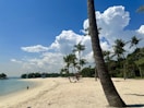 a beach with palm trees and people on it
