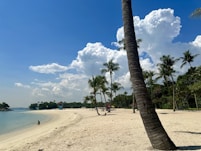 a beach with palm trees and people on it