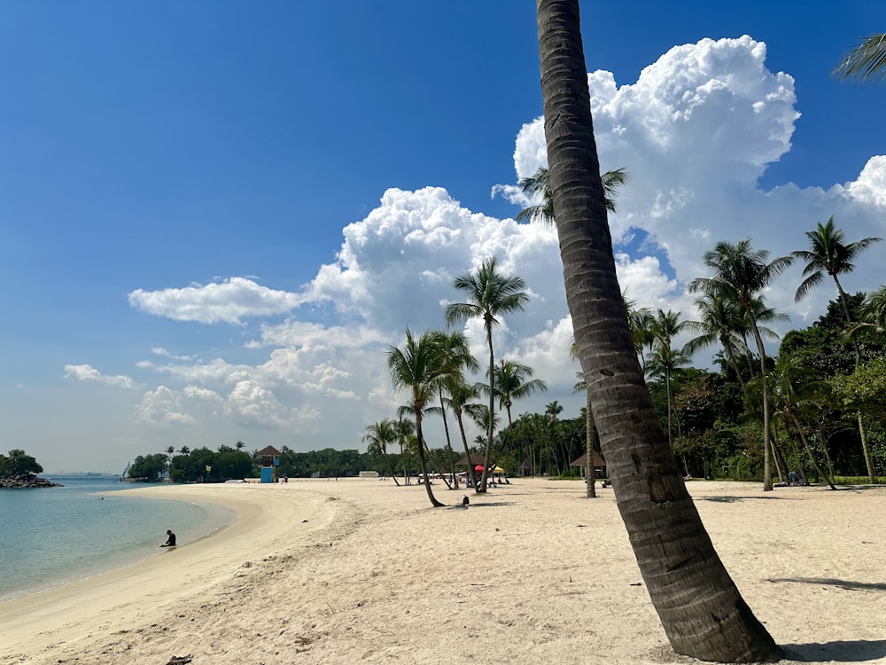 a beach with palm trees and people on it