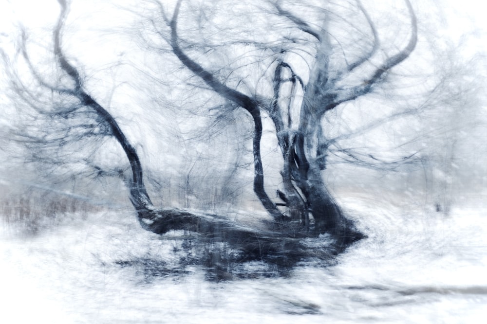 a black and white photo of a tree in the snow