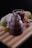 A glass jar with ridged sides filled with dark liquid, likely honey, is placed on a wooden board. Beside it, there is a cup of tea with a lemon slice and a tea bag, accompanied by a piece of ginger and a honey dipper. A white cloth partially covers some flowers, including yellow and white blooms. The background is dark, contrasting with the warm, natural tones of the objects.