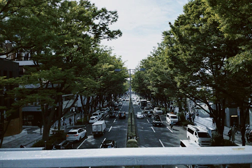 Volunteers planting trees along a busy city street.