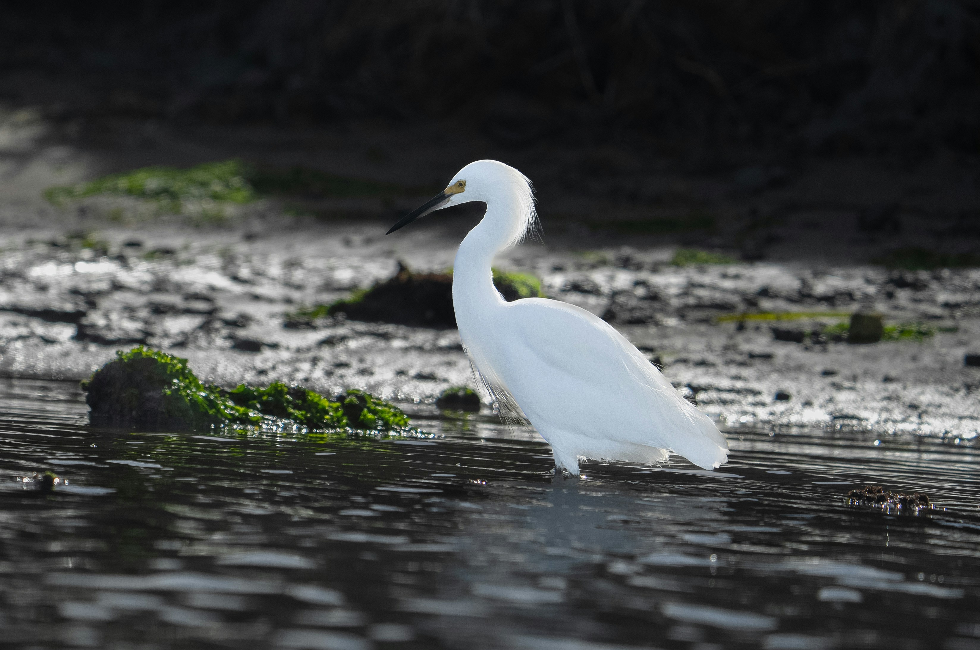 a white bird is standing in the water