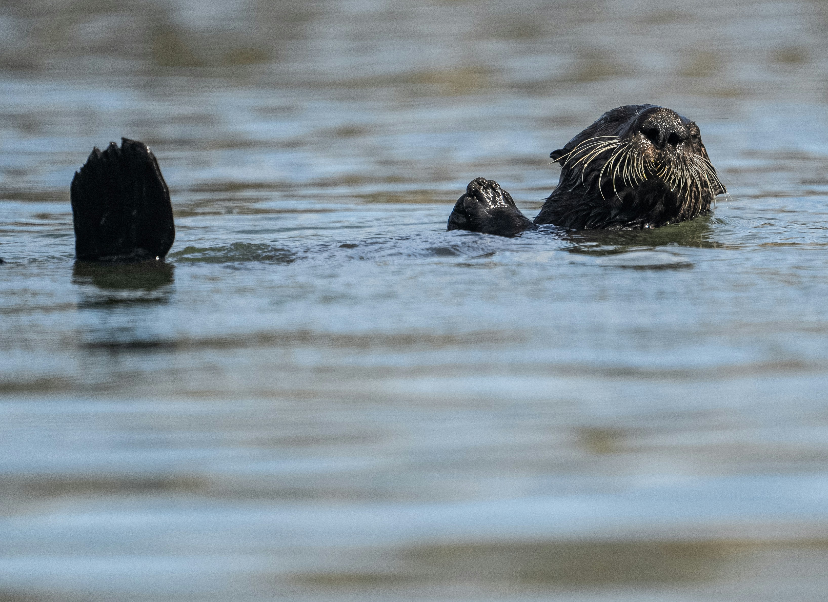 a sea otter is swimming in the water