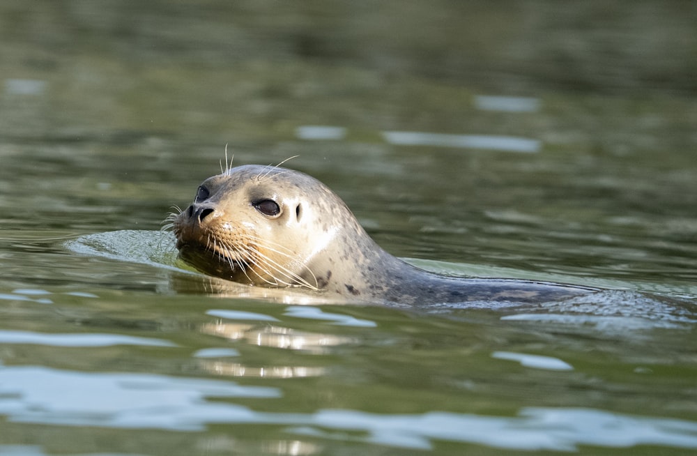 a seal is swimming in the water