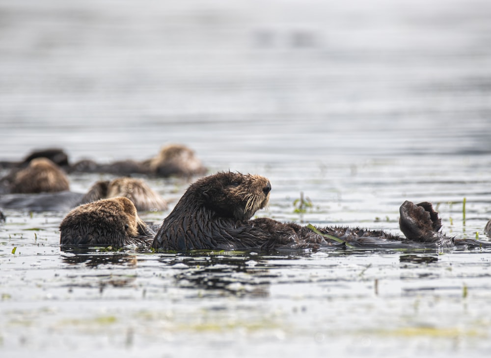 a group of sea otters swimming in a body of water