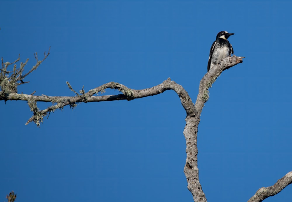 a bird perched on a tree branch with a blue sky in the background